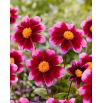 Dalia - Bashfull