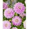 Dalia - Ferncliff Inspiration
