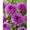 Dalia - Lilac Time