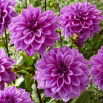 Dalia - Lilac Time