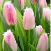 Tulipan Edinburgh - 5 szt.