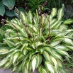 Funkia - Hosta Cherry Berry