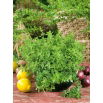 Oregano greckie - NASIONA OTOCZKOWANE