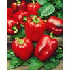 BIO Papryka California Wonder