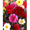 Dalia - Red Skin mix - GIGA paczka! - 50 szt.