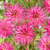 Dalia - Electric Light - duża paczka! - 10 szt.