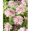 Dalia - Bright Diamond - GIGA paczka! - 50 szt.