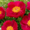 Piwonia, Paeonia - Scarlet O'Hara - sadzonka