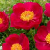 Piwonia, Paeonia - Scarlet O'Hara - sadzonka - GIGA paczka! - 50 szt.