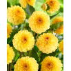 Dalia - Golden Scepter - GIGA paczka! - 50 szt.