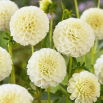 Dalia - Snowflake - GIGA paczka! - 50 szt.