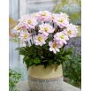 Dalia - Pacific Jewel - GIGA paczka! - 50 szt.