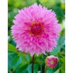 Dalia - Sakura Fubuki  - duża paczka! - 10 szt.