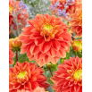 Dalia - Sunset Tropicana - GIGA paczka! - 50 szt.