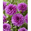 Dalia - Lilac Time - GIGA paczka! - 50 szt.