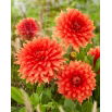 Dalia - Orange Sunrise - GIGA paczka! - 50 szt.