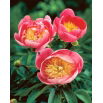 Piwonia, Paeonia - Lovely Rose - sadzonka