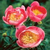 Piwonia, Paeonia - Lovely Rose - sadzonka - duża paczka! - 10 szt.