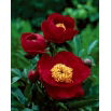 Piwonia, Paeonia - Illini Warrior - sadzonka - GIGA paczka! - 50 szt.