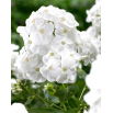 Floks (Phlox) - Płomyk wiechowaty - Rembrandt - duża paczka! - 10 szt.