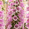 Naparstnica Dottie Rose - GIGA paczka! - 50 szt.