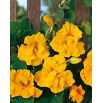 Nasturcja większa pełna Golden Gleam