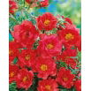 Portulaka pełna - czerwona
