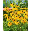 Rudbekia błyskotliwa