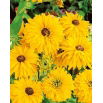 Rudbekia pełna - Golden Daisies