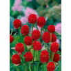 Gomfrena Strawberry Fields - truskawkowe pola, na suche bukiety