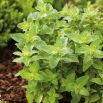 BIO Oregano, Lebiodka pospolita