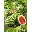 BIO Arbuz, kawon Crimson Sweet