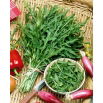 BIO Rukola wieloletnia