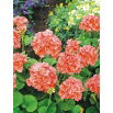 Pelargonia łososiowa