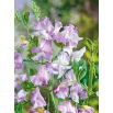 Groszek pachnący Lilac Ripple