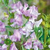 Groszek pachnący Lilac Ripple