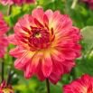 Dalia - Armateras