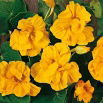 Nasturcja większa pełna Golden Gleam