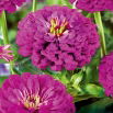 Cynia wytworna daliowa Purple Prince