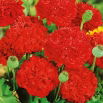 Mak letni - peoniowy - szkarłatny