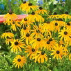 Rudbekia błyskotliwa