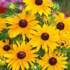 Rudbekia dwubarwna - My Joy