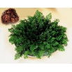 Róża jerychońska - Rose of Jericho - GIGA paczka! - 50 szt.
