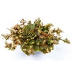 Róża jerychońska - Rose of Jericho - GIGA paczka! - 50 szt.