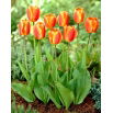 Tulipan Oxfords Elite - 5 szt.
