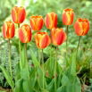 Tulipan Oxfords Elite - 5 szt.