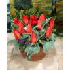 Tulipan Annie Salomons - 5 szt.