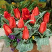 Tulipan Annie Salomons - 5 szt.