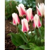 Tulipan Border Legend - 5 szt.