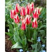 Tulipan Buddy - 5 szt.